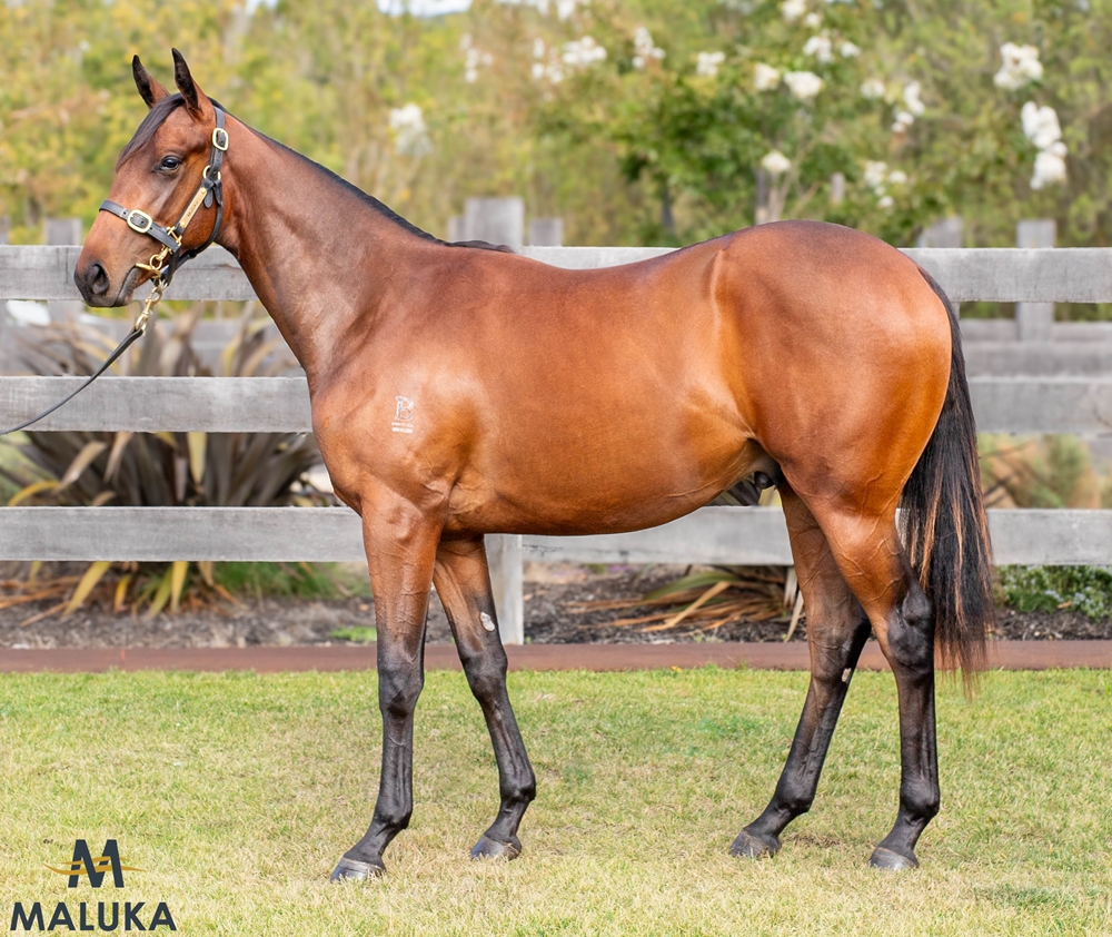 Wild Ruler (AUS) / Wyuna (AUS) 2023 Colt - Image 1