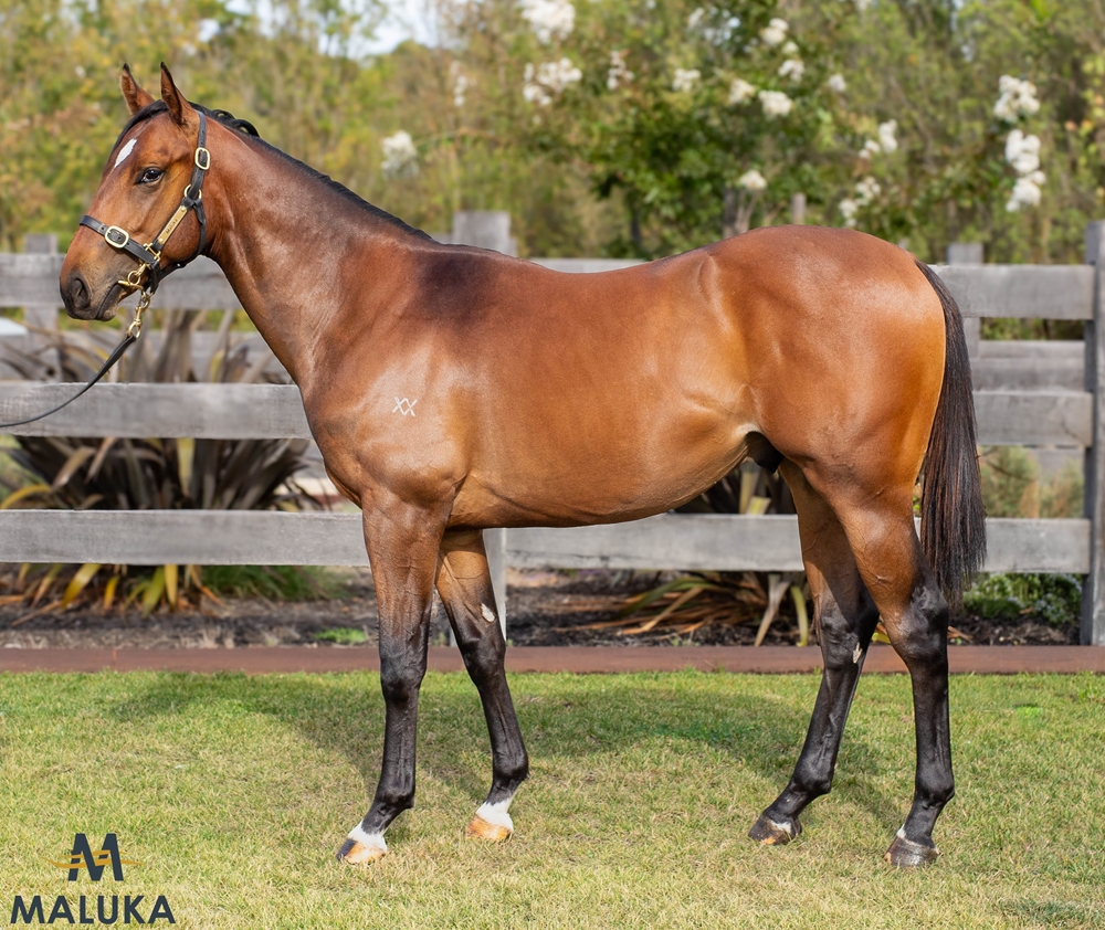 Portland Sky (AUS) / Echo Queen (AUS) 2023 Colt - Image 1