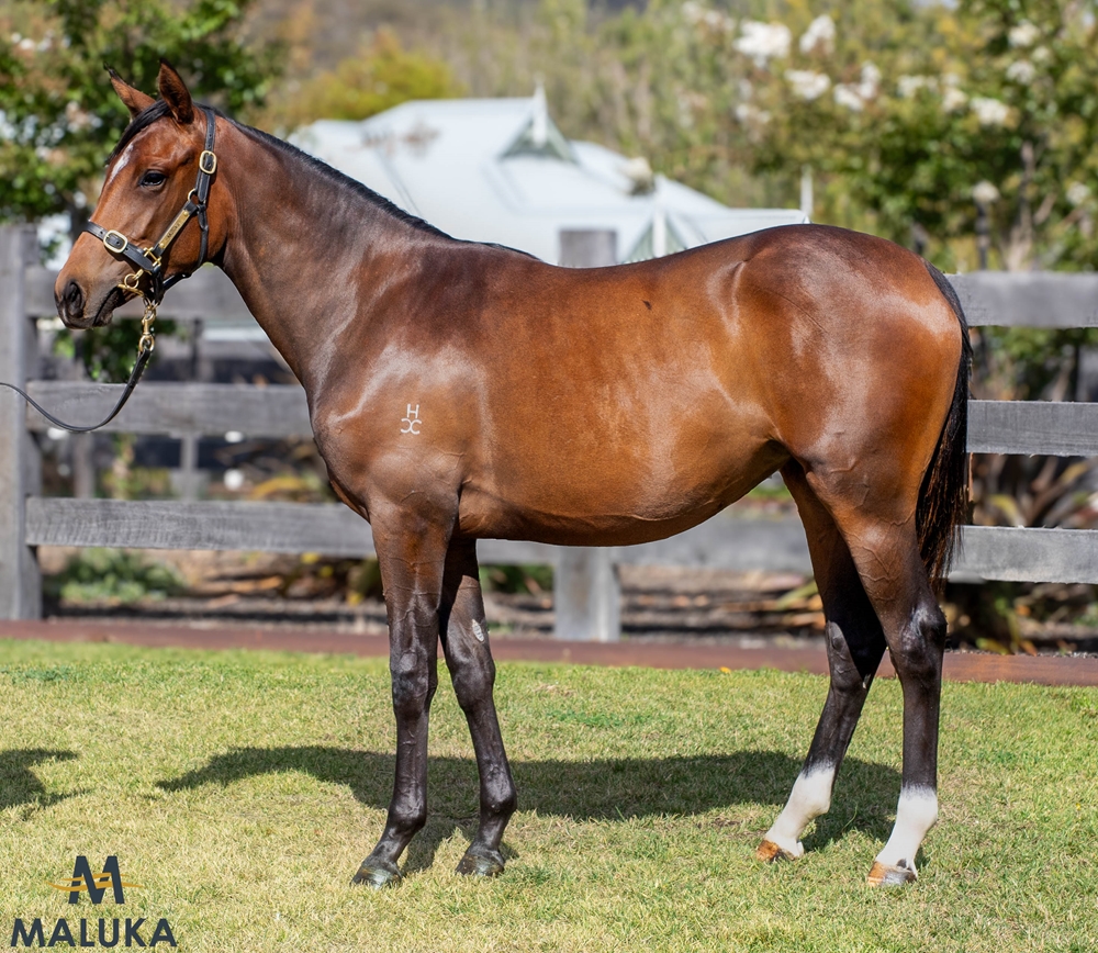 Russian Camelot (IRE) / Fortress (AUS) 2023 Filly - Image 1