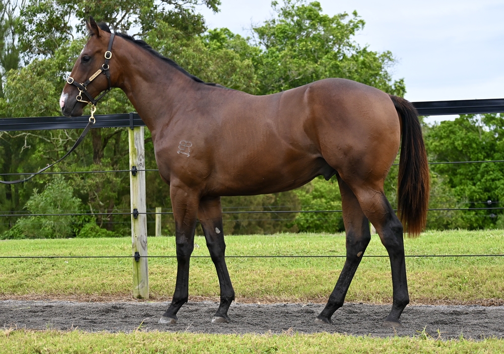 Anders (AUS) / Ropable (AUS) 2023 Colt - Image 1