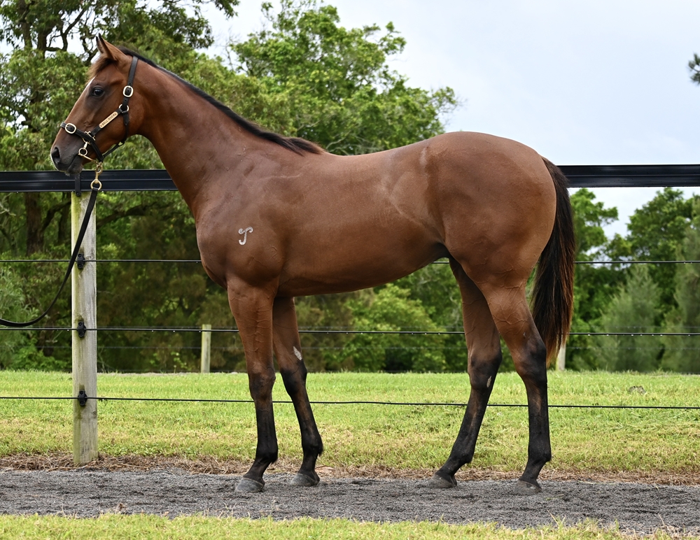 Bivouac (AUS) / Schilldora (AUS) 2023 Colt - Image 1