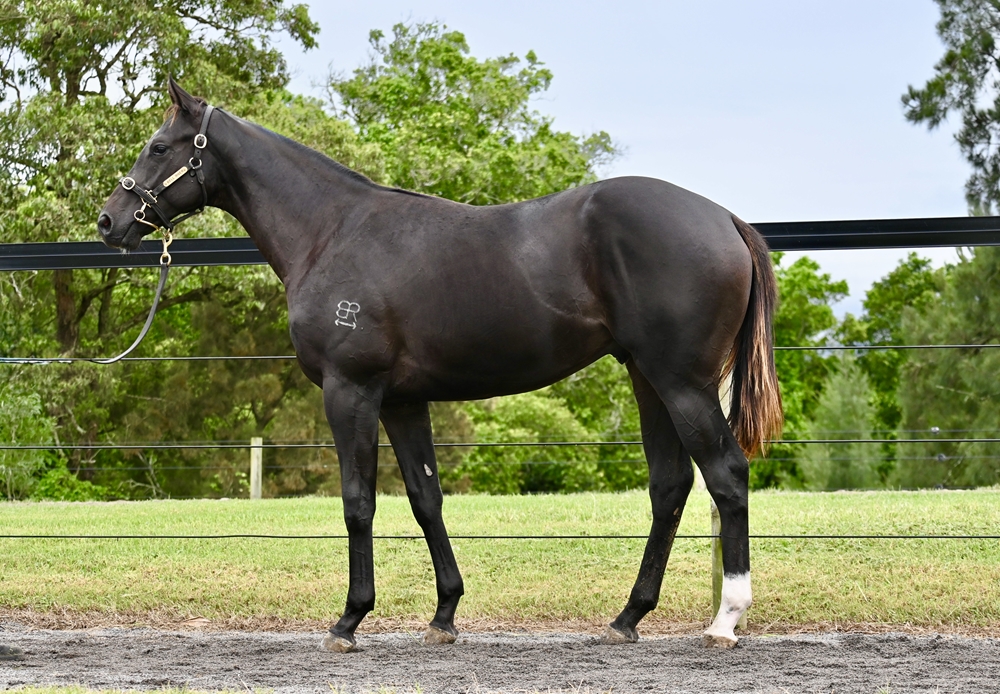 Yes Yes Yes (AUS) / Beylando (AUS) 2023 Colt - Image 1