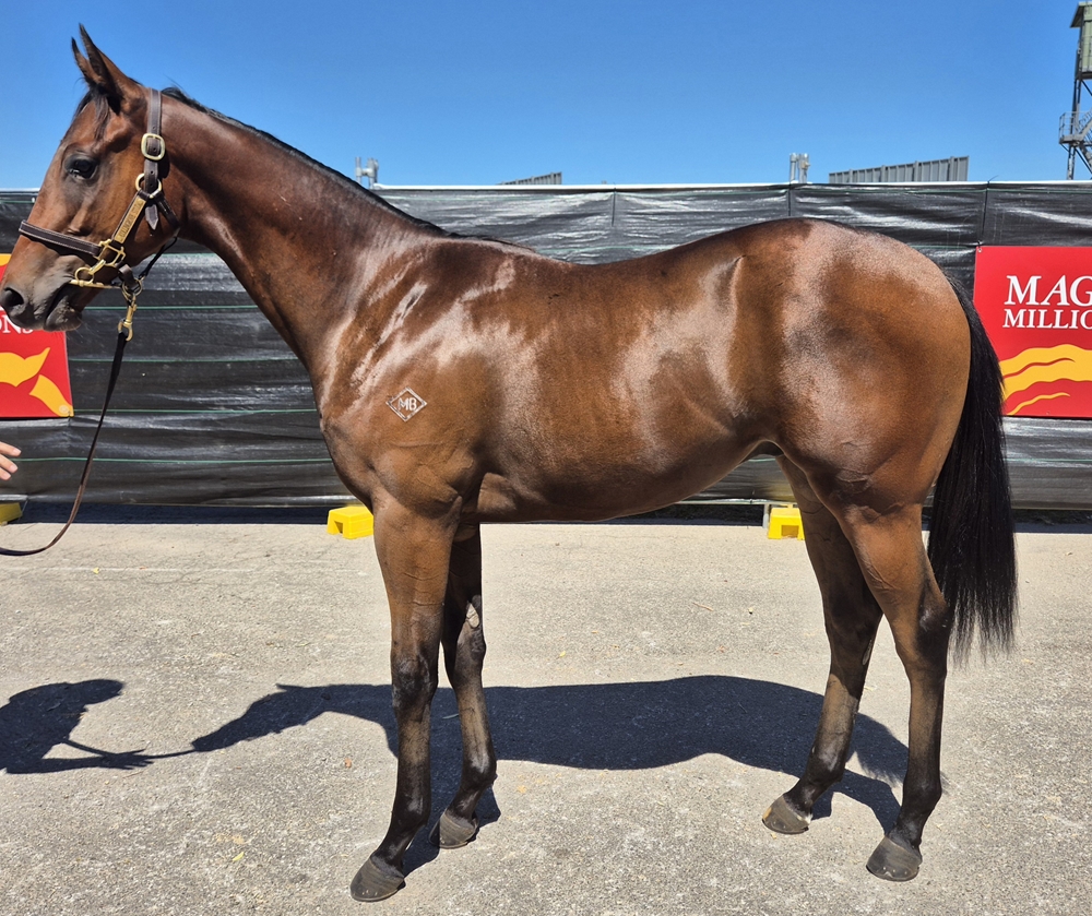 Royal Meeting (IRE) / Ashima (AUS) 2023 Colt - Image 1