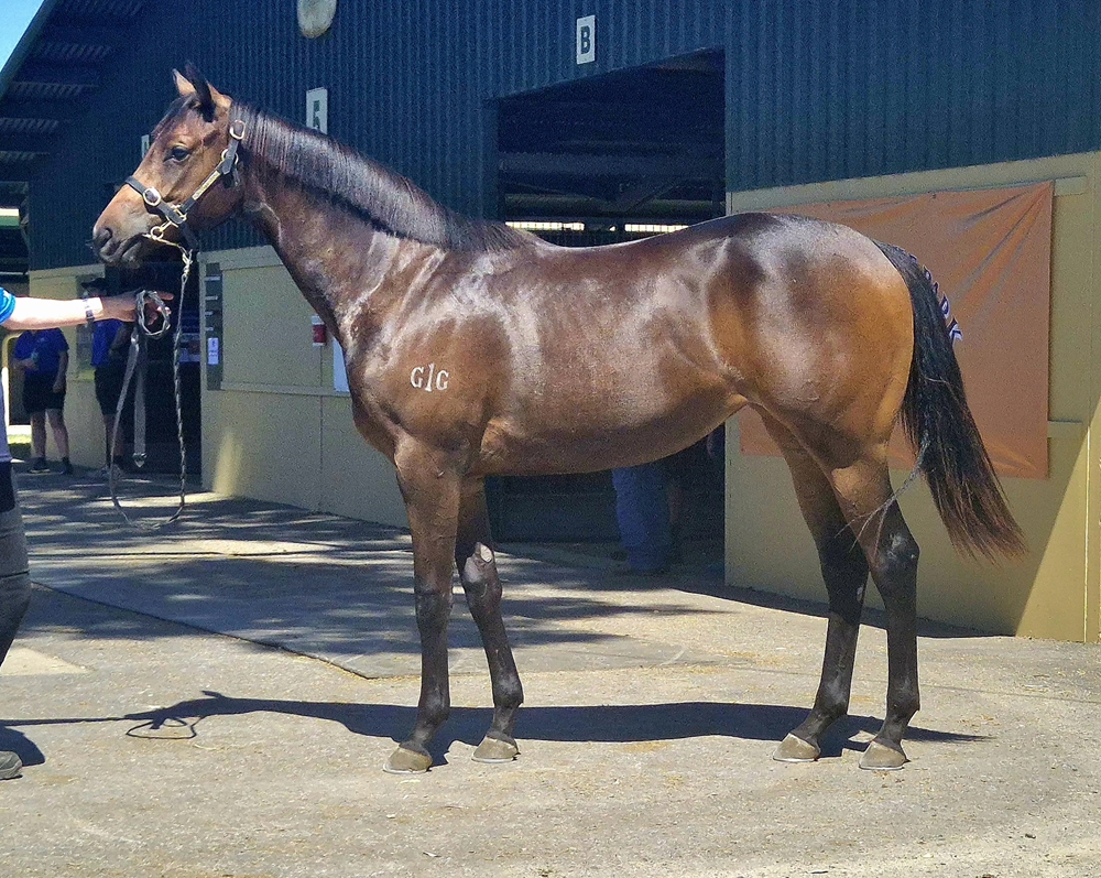 Written By (AUS) / Fille Volante (AUS) 2023 Filly - Image 1