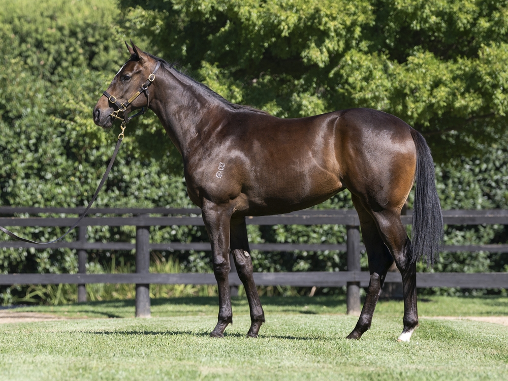 The Autumn Sun (AUS) / Tears are Falling (AUS) 2023 Filly - Image 1