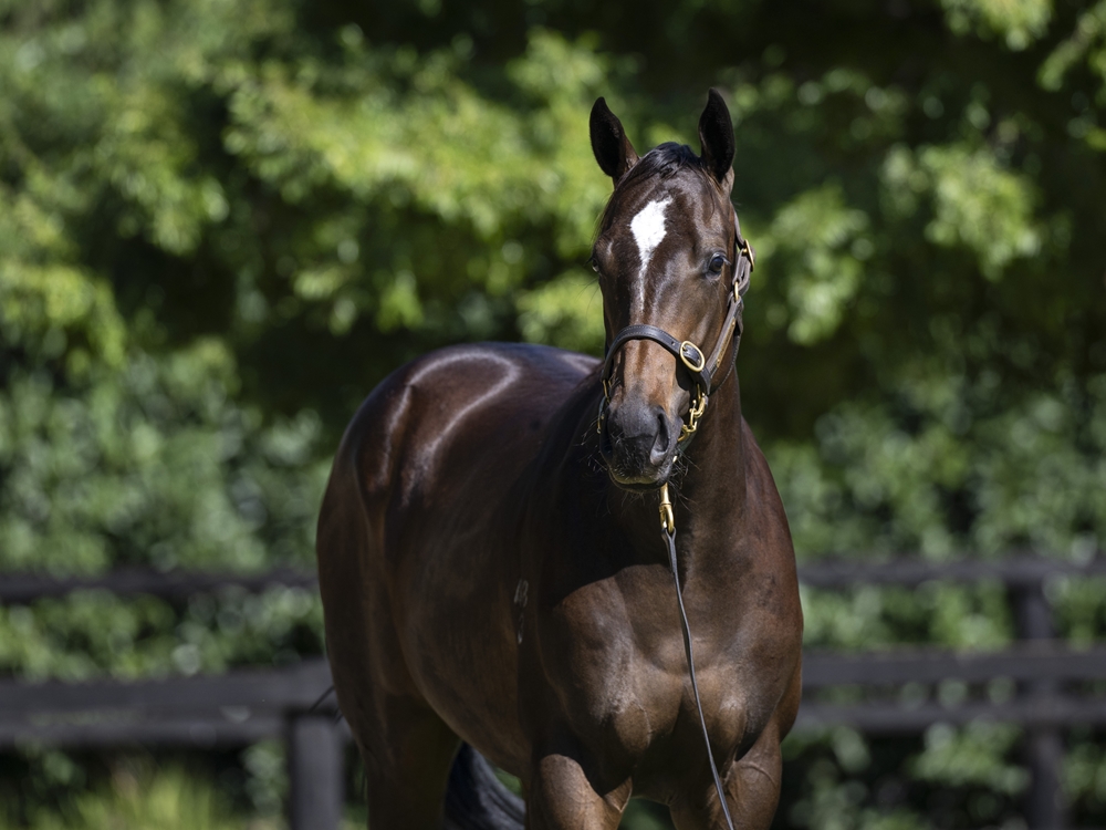 The Autumn Sun (AUS) / Tears are Falling (AUS) 2023 Filly - Image 2