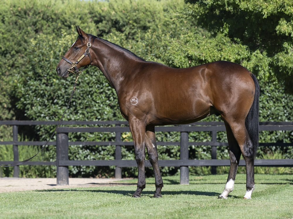 Captivant (AUS) / Theatric (AUS) 2023 Colt - Image 1