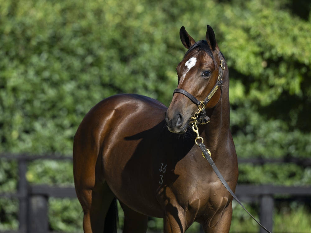 Captivant (AUS) / Theatric (AUS) 2023 Colt - Image 2