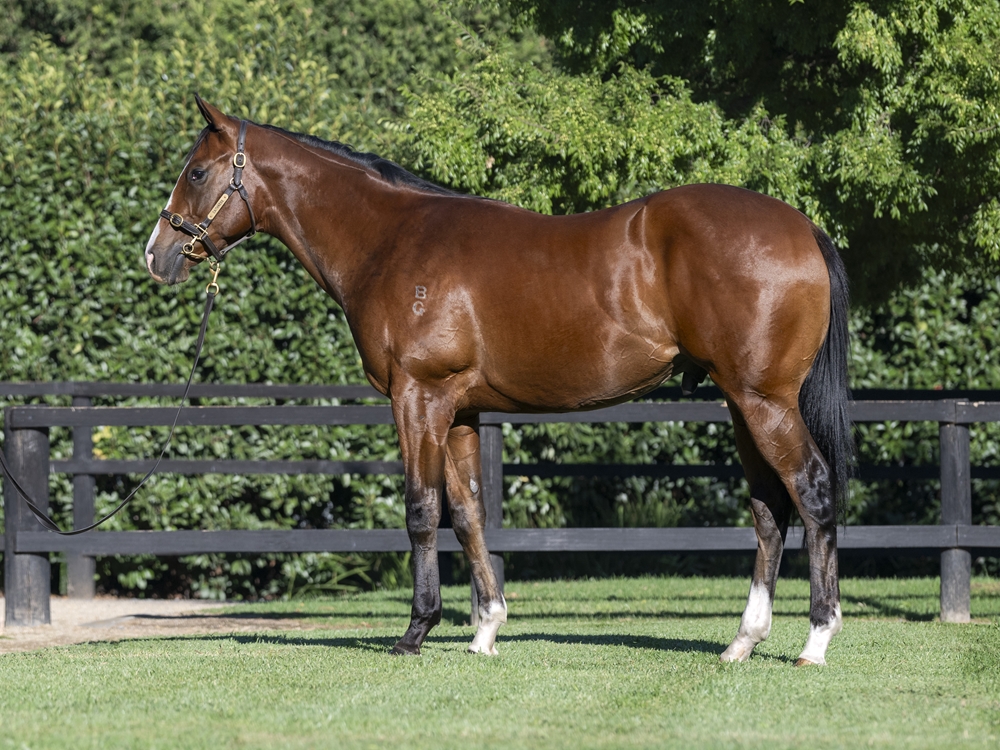 Trapeze Artist (AUS) / Belle Canto (NZ) 2023 Colt - Image 1