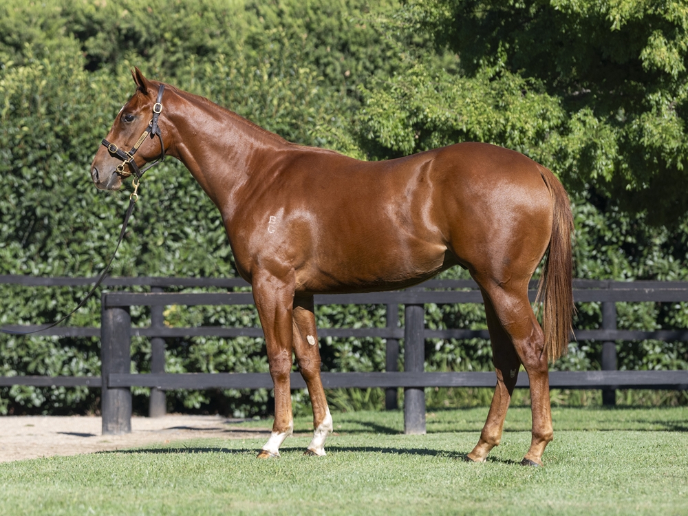 Hanseatic (AUS) / Fiery Dancer (AUS) 2023 Colt - Image 1