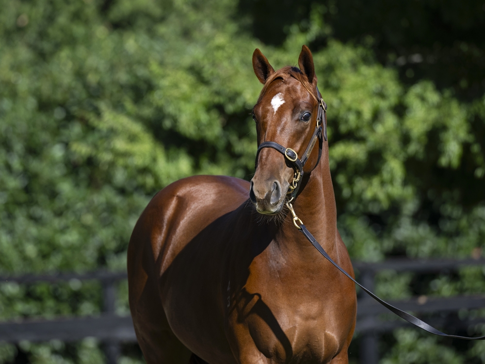 Hanseatic (AUS) / Fiery Dancer (AUS) 2023 Colt - Image 2