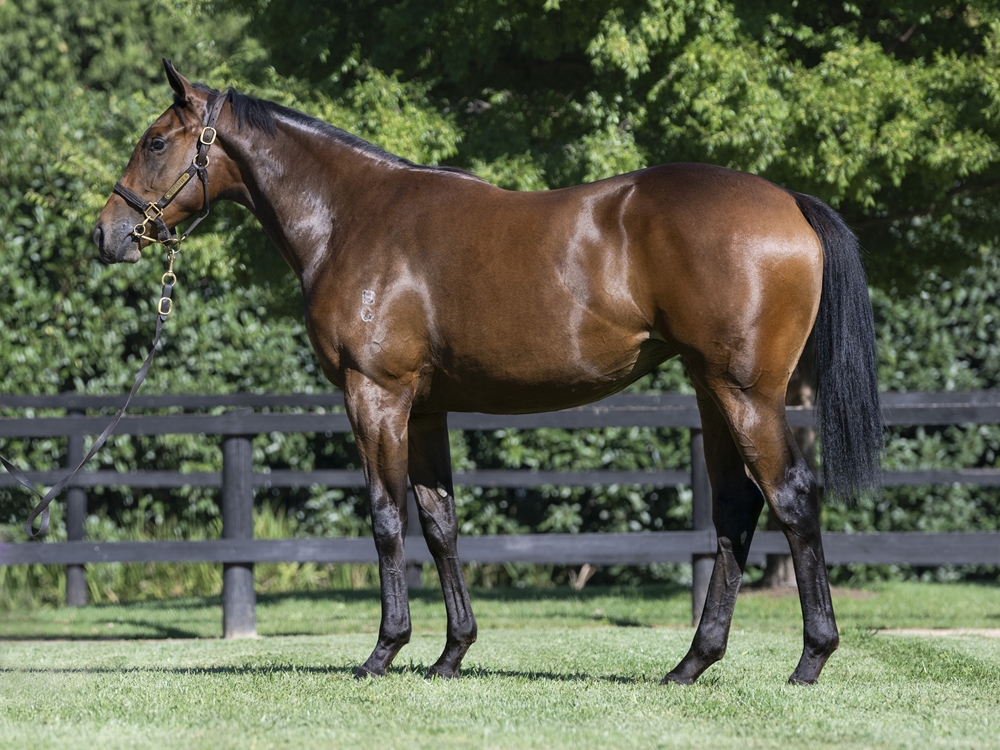 Churchill (IRE) / Golden Chapter (GB) 2023 Filly - Image 1