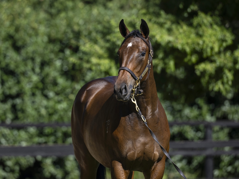 Churchill (IRE) / Golden Chapter (GB) 2023 Filly - Image 2