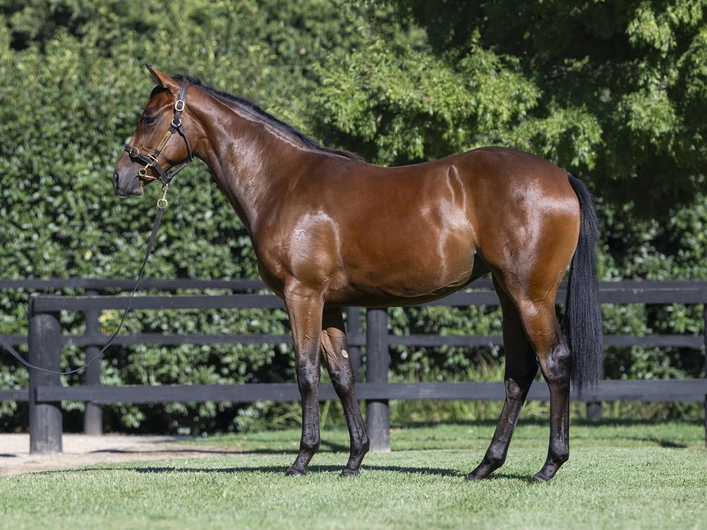 Pierro (AUS) / Kiss and Cry (AUS) 2023 Filly - Image 1