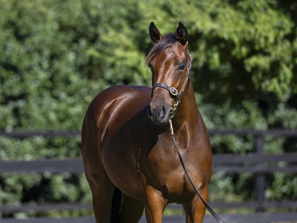 Pierro (AUS) / Kiss and Cry (AUS) 2023 Filly - Image 2