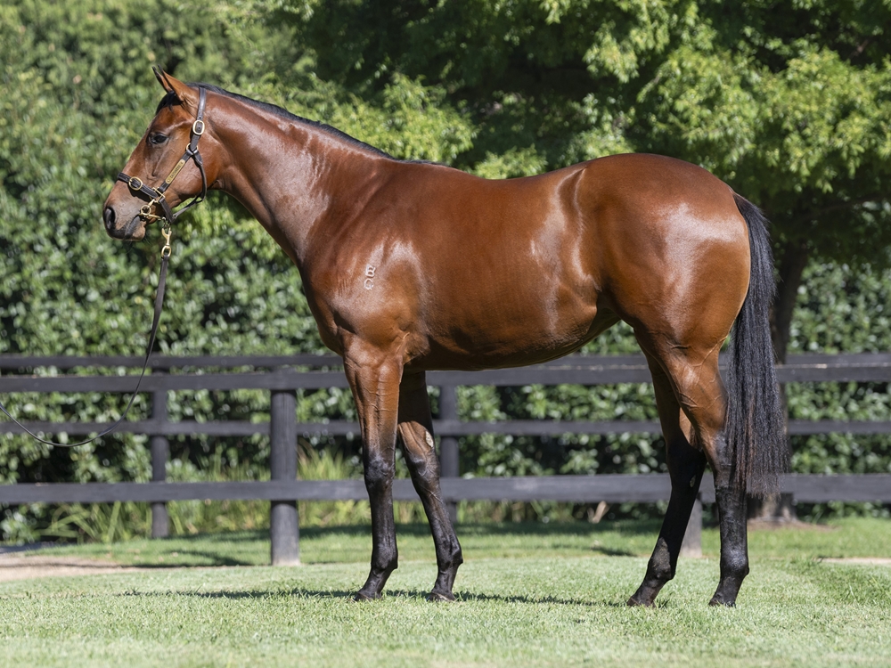 Street Boss (USA) / Libre a Vous (FR) 2023 Filly - Image 1