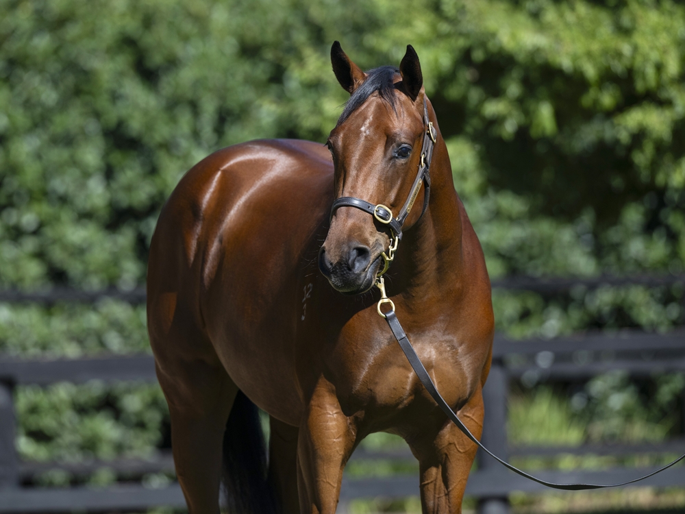 Street Boss (USA) / Libre a Vous (FR) 2023 Filly - Image 2