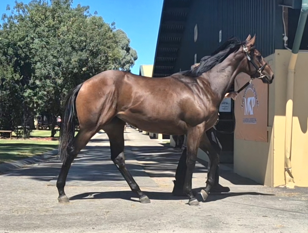Shamus Award (AUS) / Princess Titanic (NZ) 2023 Filly - Image 1