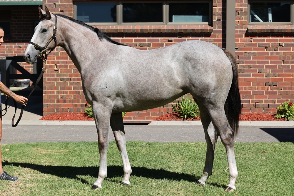 Anders (AUS) / Vanzant (AUS) 2023 Filly - Image 1