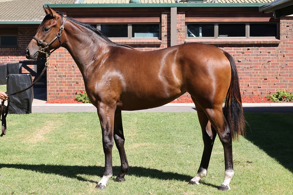 Zousain (AUS) / Love Lucille (AUS) 2023 Filly - Image 1
