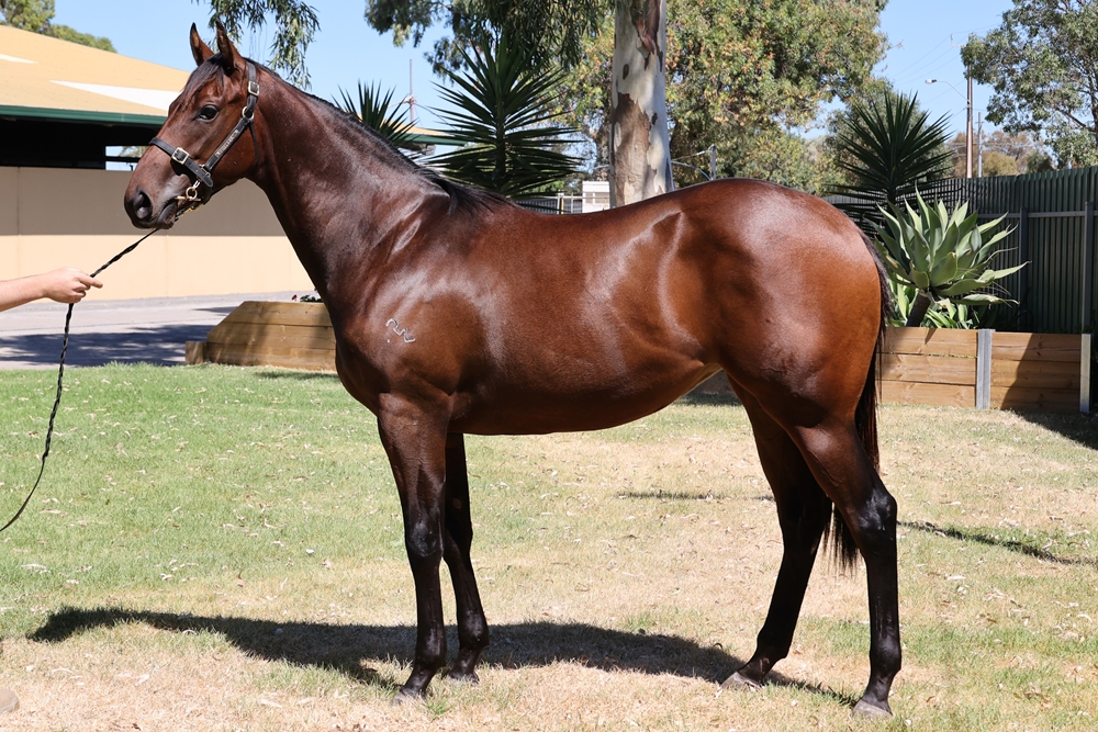 Shamus Award (AUS) / Princess Titanic (NZ) 2023 Filly - Image 1