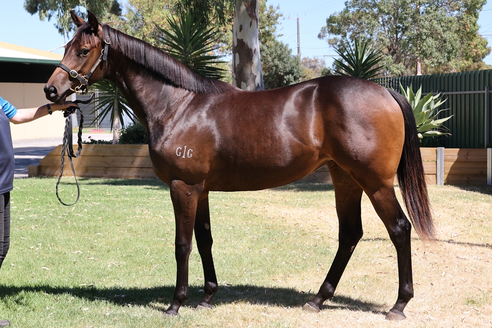 Written By (AUS) / Fille Volante (AUS) 2023 Filly - Image 1