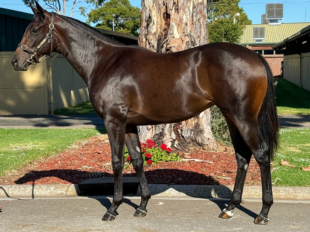 Xtravagant (NZ) / Bellahro (AUS) 2023 Filly - Image 1