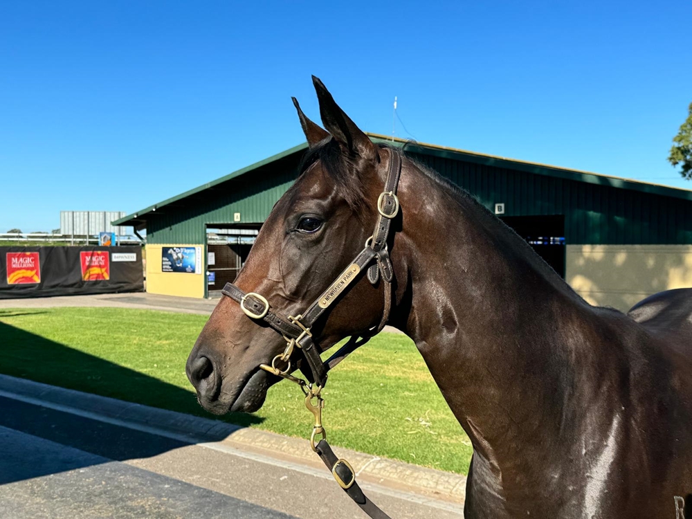 Xtravagant (NZ) / Bellahro (AUS) 2023 Filly - Image 2