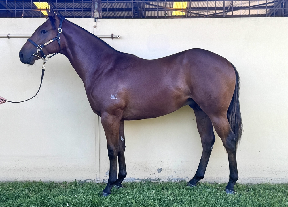 All Too Hard (AUS) / Friendly Donna (AUS) 2023 Colt - Image 1
