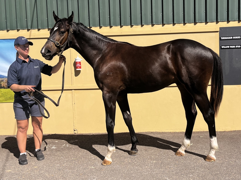 Royal Meeting (IRE) / My Tusker (NZ) 2023 Colt - Image 1