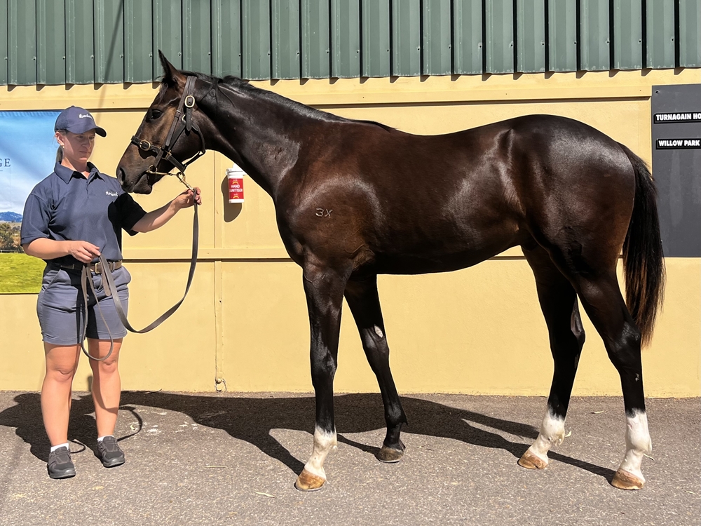 Royal Meeting (IRE) / My Tusker (NZ) 2023 Colt - Image 2
