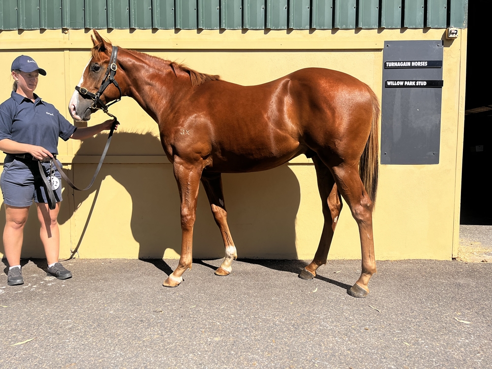 Extreme Warrior (AUS) / Across the Way (AUS) 2023 Colt - Image 2