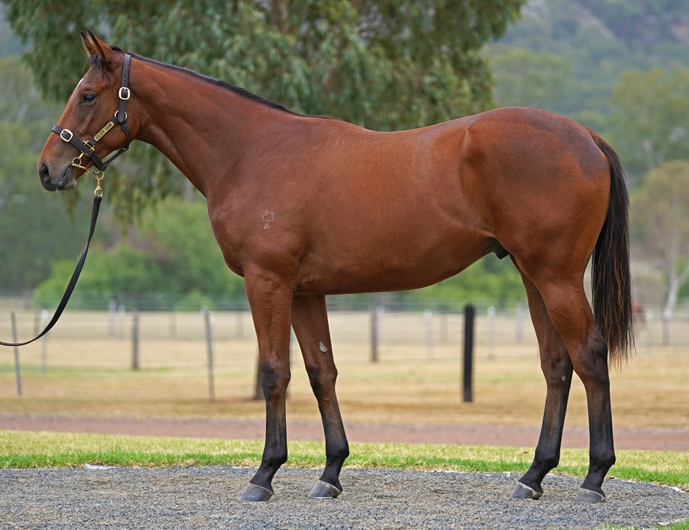 King's Legacy (AUS) / Matrimony (AUS) 2023 Colt - Image 1