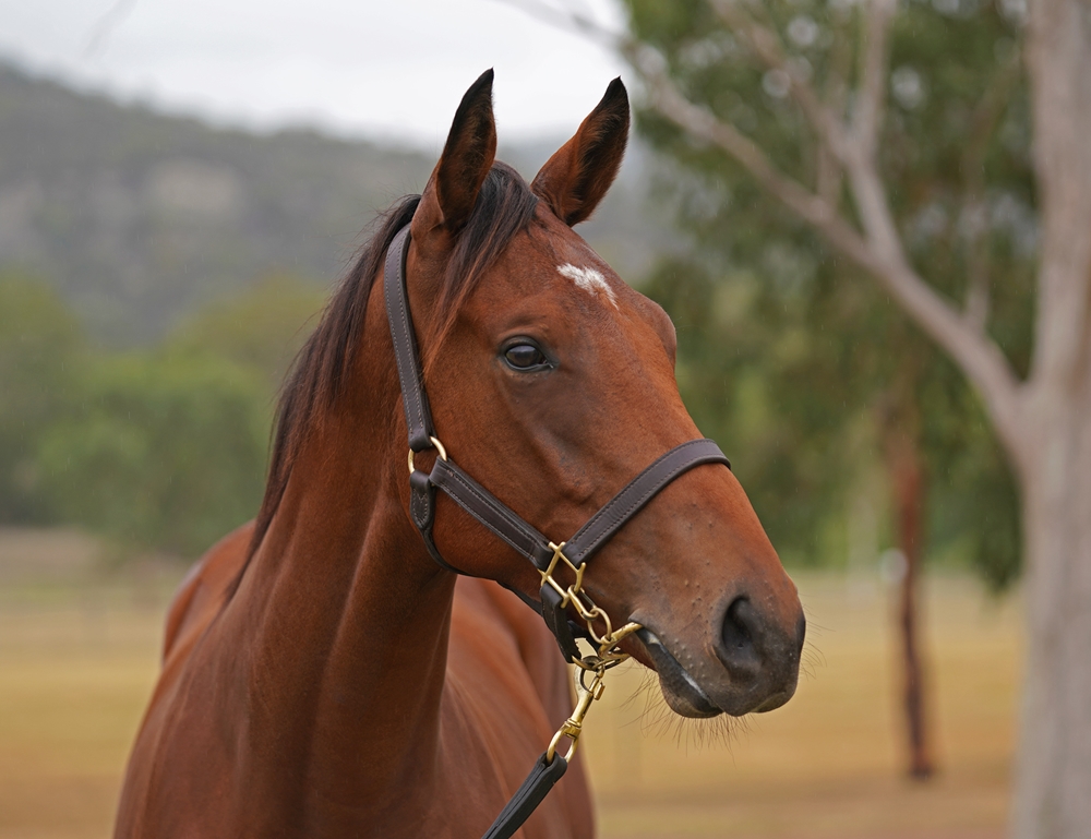King's Legacy (AUS) / Matrimony (AUS) 2023 Colt - Image 2