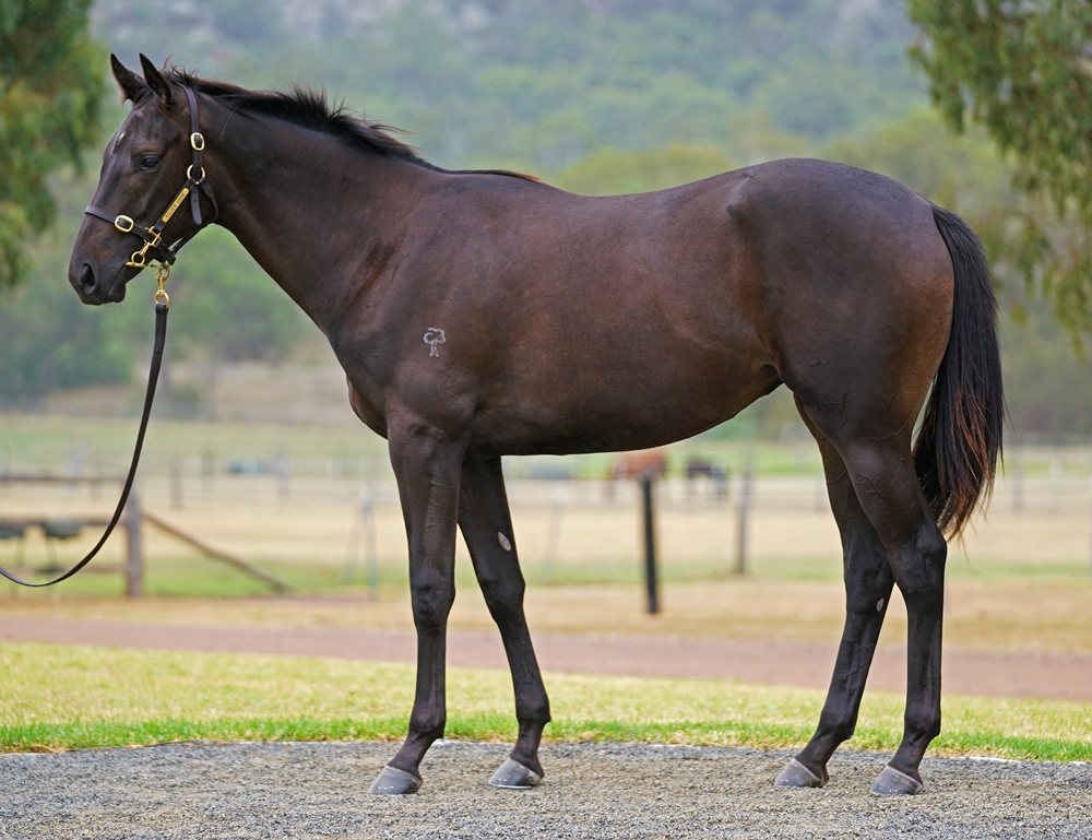 Shamus Award (AUS) / Stealapipe (AUS) 2023 Filly - Image 1
