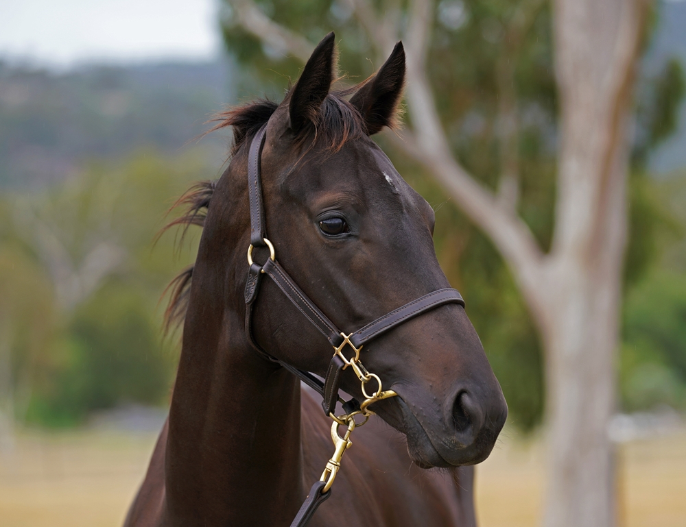 Shamus Award (AUS) / Stealapipe (AUS) 2023 Filly - Image 2