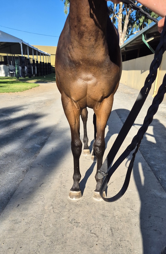 Shamus Award (AUS) / Princess Titanic (NZ) 2023 Filly - Image 1