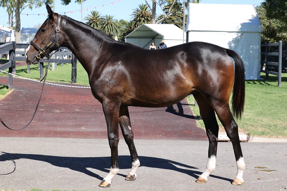 Grunt (NZ) / Written Birch (AUS) 2023 Colt - Image 1