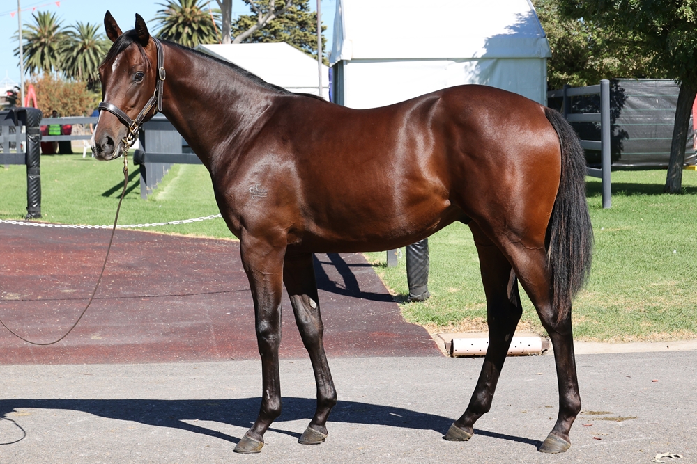 Nicconi (AUS) / Heavenly Award (AUS) 2023 Colt - Image 1