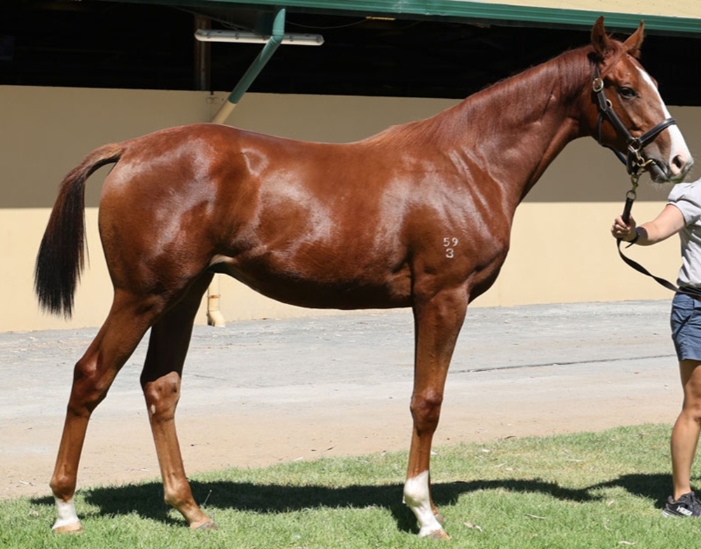 Yes Yes Yes (AUS) / Tennessee Tycoon (AUS) 2023 Colt - Image 1