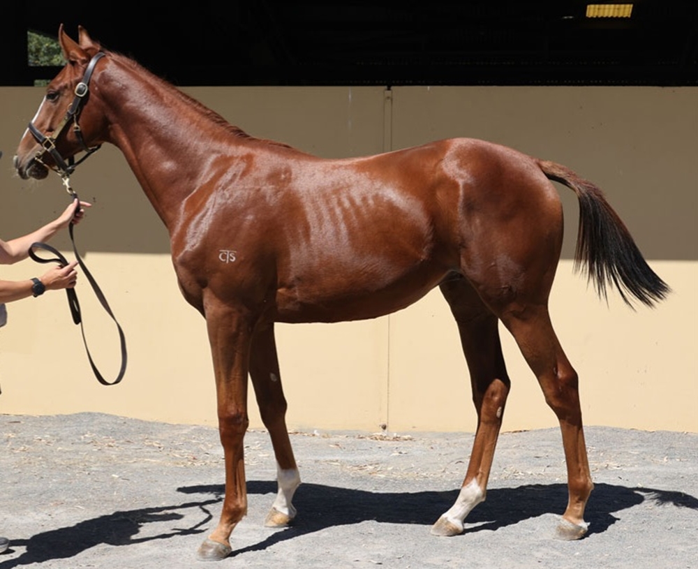 Yes Yes Yes (AUS) / Tennessee Tycoon (AUS) 2023 Colt - Image 2