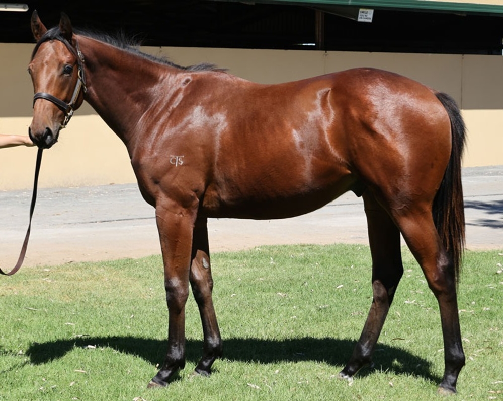 Tassort (AUS) / Ella Supero (AUS) 2023 Colt - Image 1