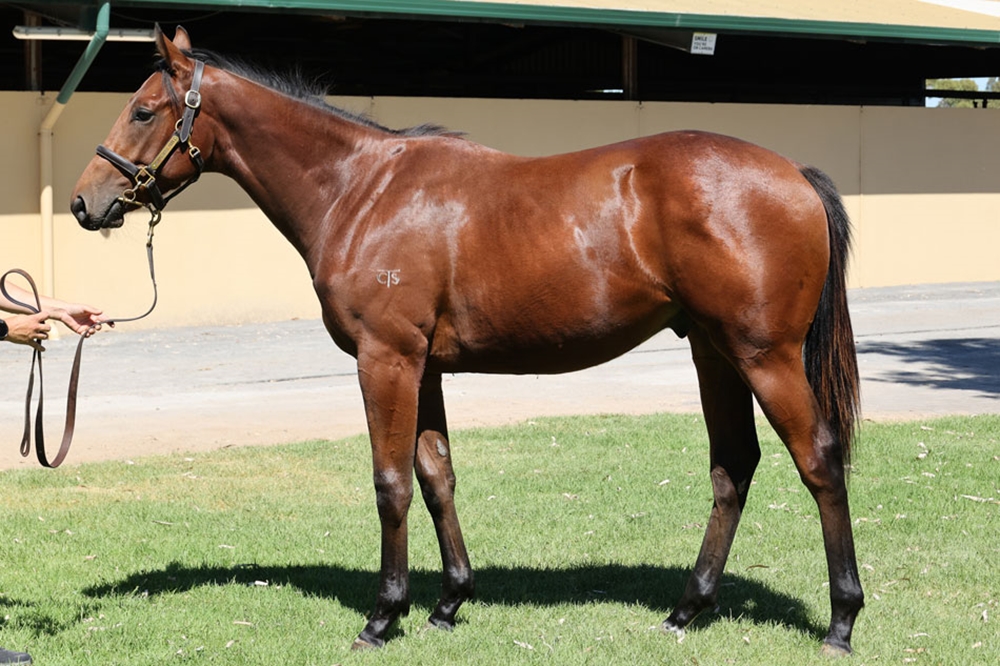 Tassort (AUS) / Ella Supero (AUS) 2023 Colt - Image 2