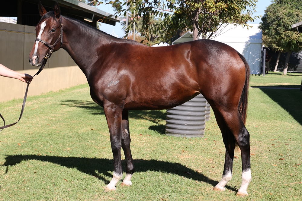 Dirty Work (AUS) / Linkville (AUS) 2023 Filly - Image 1