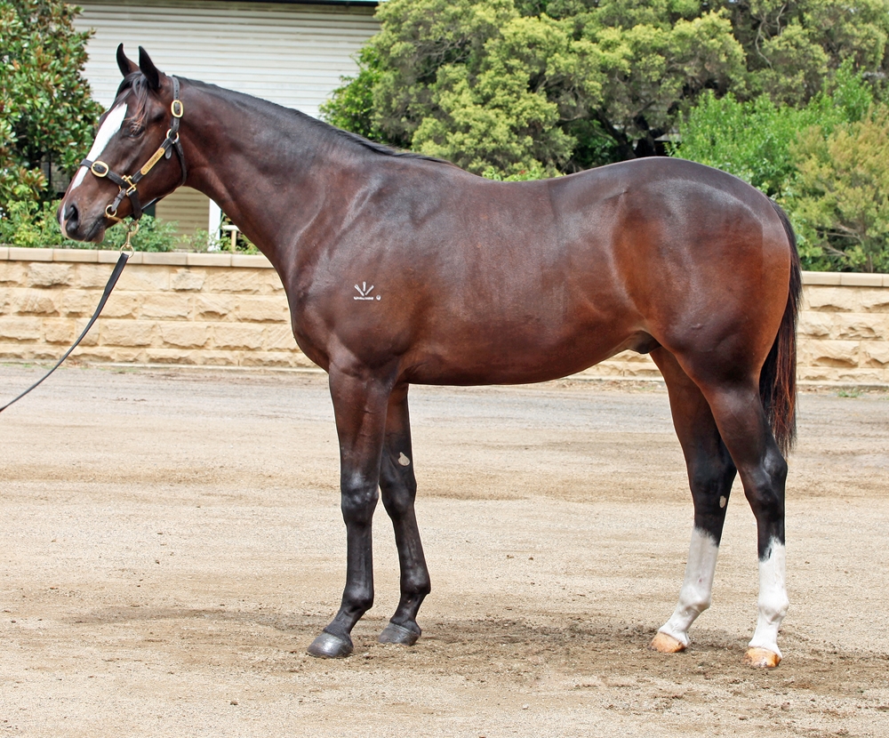 Better Than Ready (AUS) / Chappy's Dream (AUS) 2023 Colt - Image 1