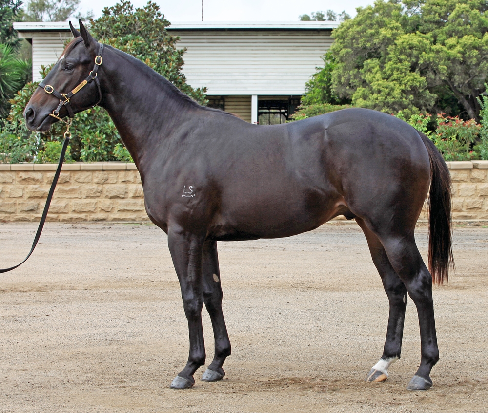 Brutal (NZ) / Hot Talk (AUS) 2023 Colt - Image 1
