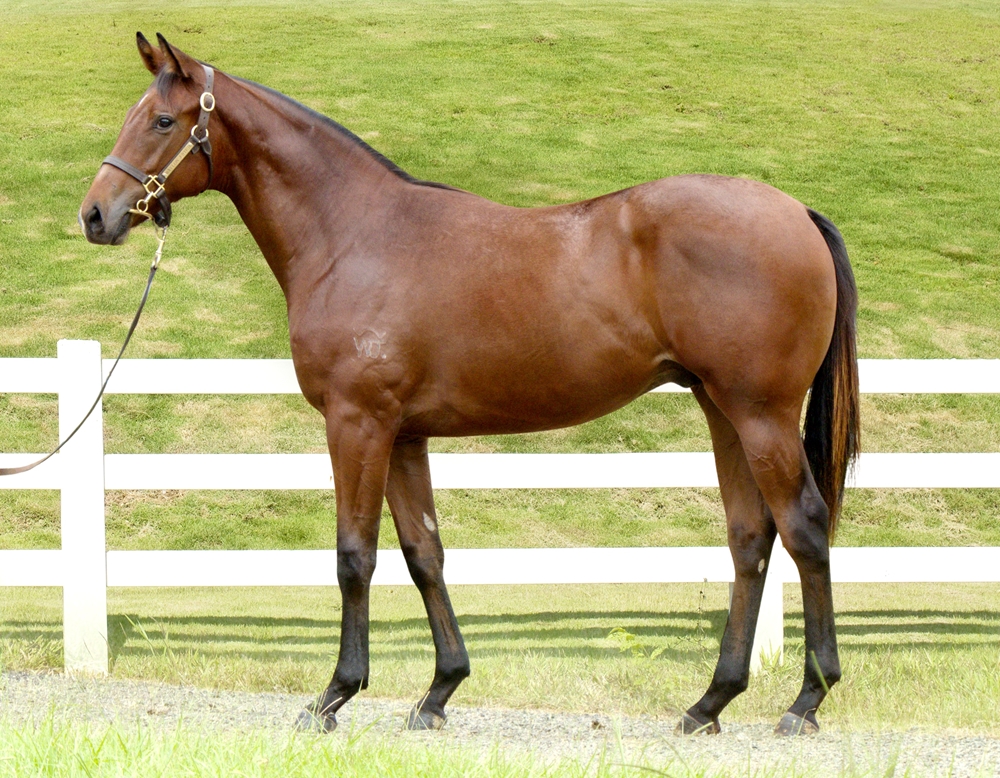 Tiger of Malay (AUS) / Miss Swan Lake (AUS) 2023 Colt - Image 1
