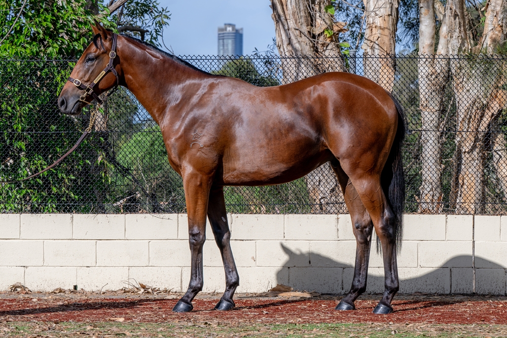 Strasbourg (AUS) / Half Moon Blue (AUS) 2023 Colt - Image 1