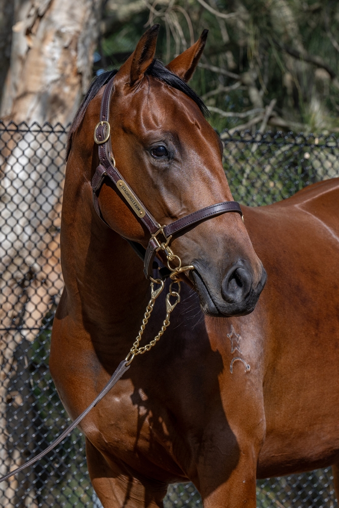 Strasbourg (AUS) / Half Moon Blue (AUS) 2023 Colt - Image 2