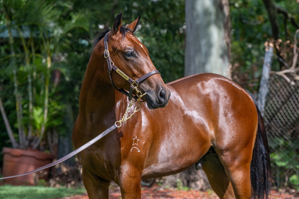Prince Fawaz (AUS) / Legende Bleue (GB) 2023 Colt - Image 2
